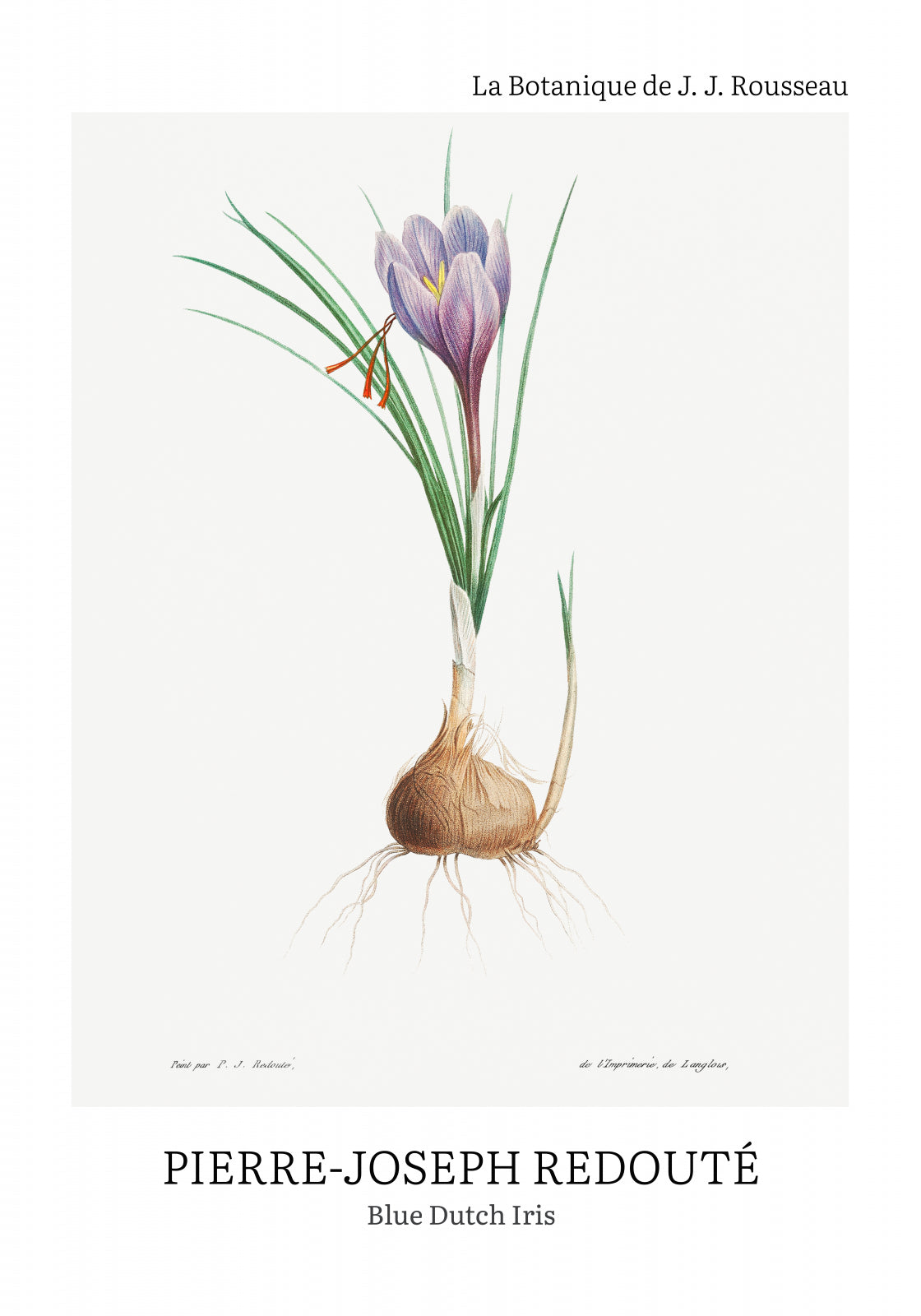 Plakat  Design Blue Dutch Iris, Redoute Vintage do Salonu