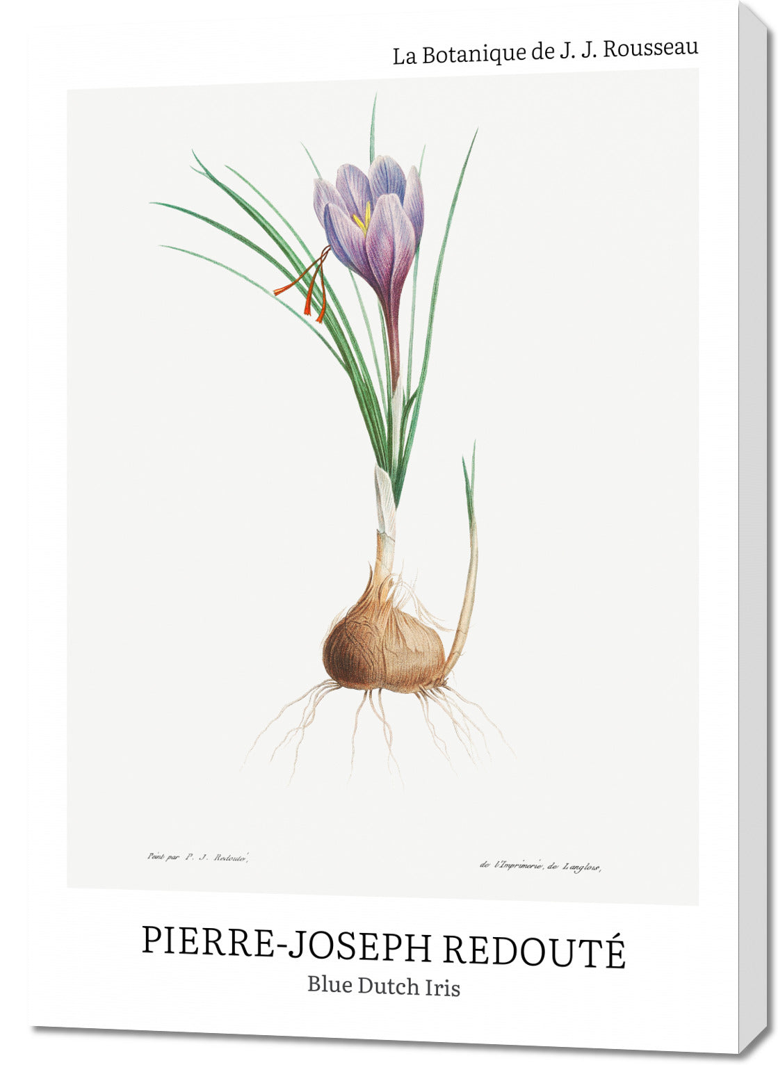 Obraz  Design Blue Dutch Iris, Redoute Vintage do Salonu