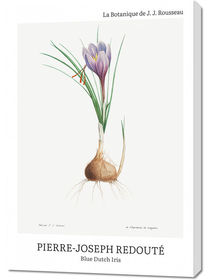 Obraz  Design Blue Dutch Iris, Redoute Vintage do Salonu