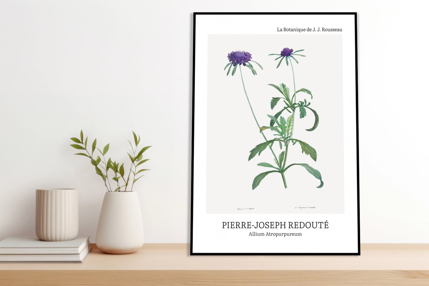 Obraz  Design Allium Atropurpureum, Redoute Vintage do Salonu