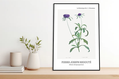 Obraz  Design Allium Atropurpureum, Redoute Vintage do Salonu