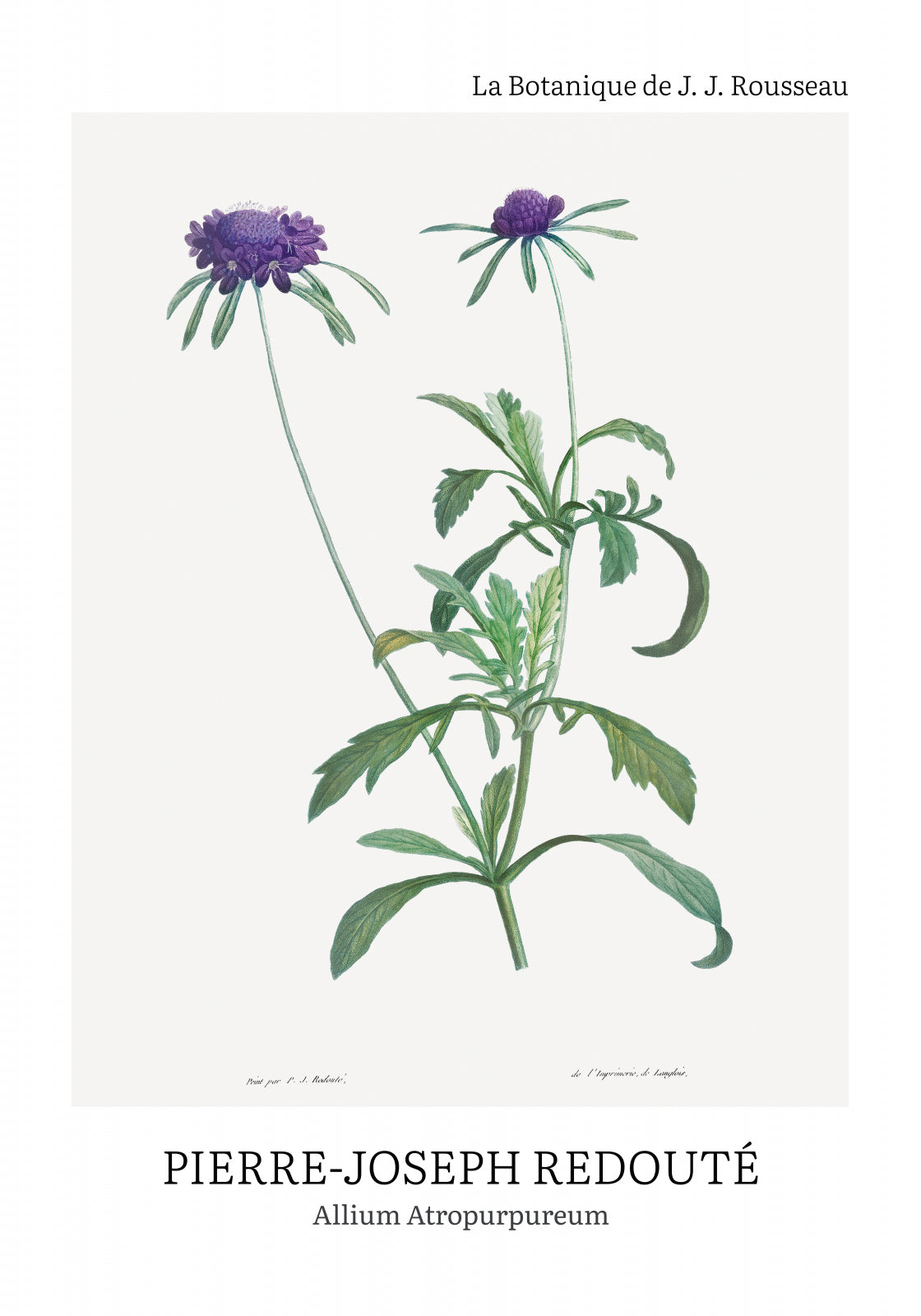 Plakat  Design Allium Atropurpureum, Redoute Vintage do Salonu