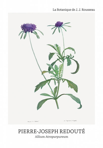 Plakat  Design Allium Atropurpureum, Redoute Vintage do Salonu