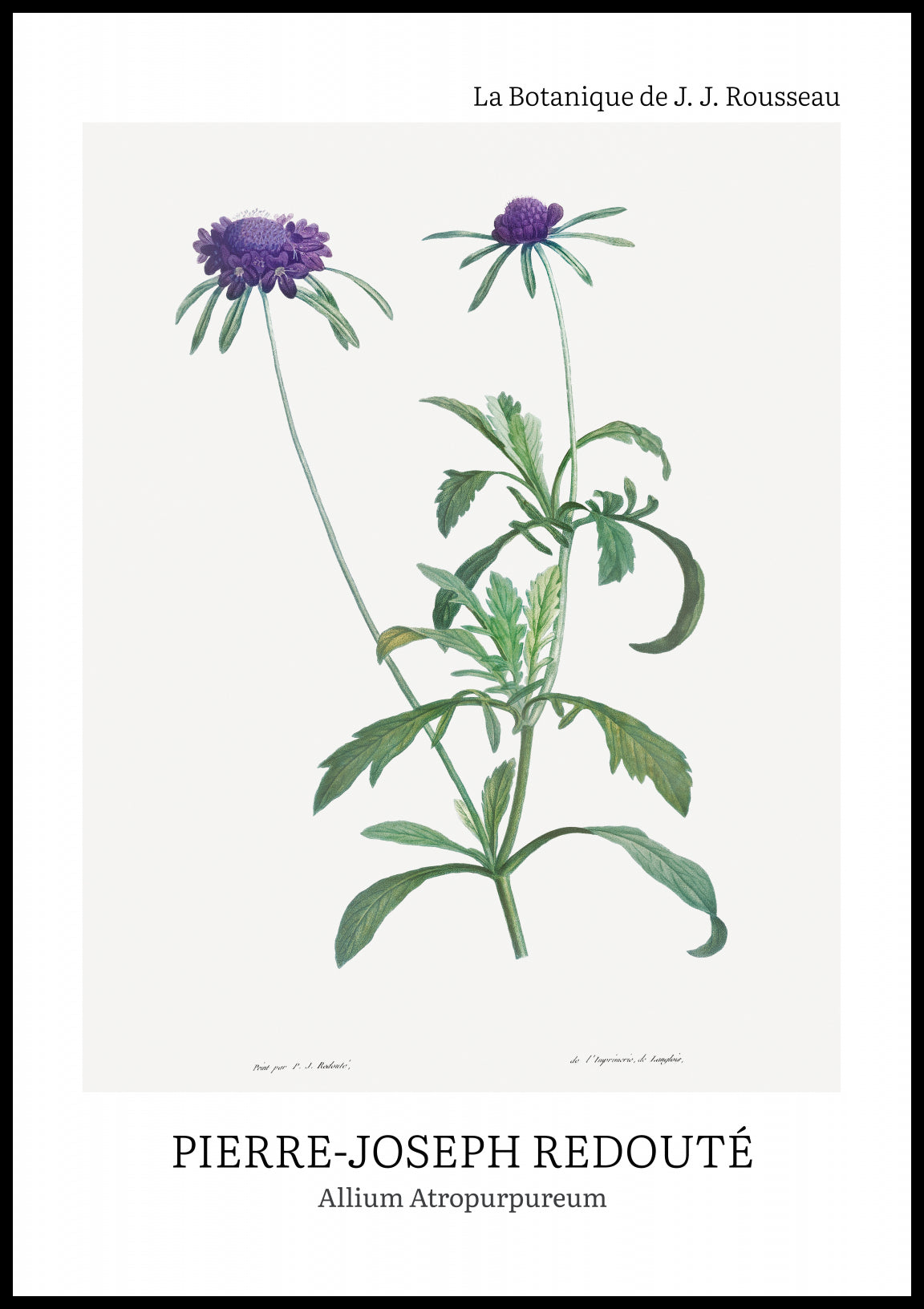 Plakat  Design Allium Atropurpureum, Redoute Vintage do Salonu
