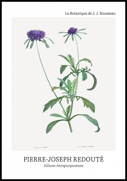 Plakat  Design Allium Atropurpureum, Redoute Vintage do Salonu