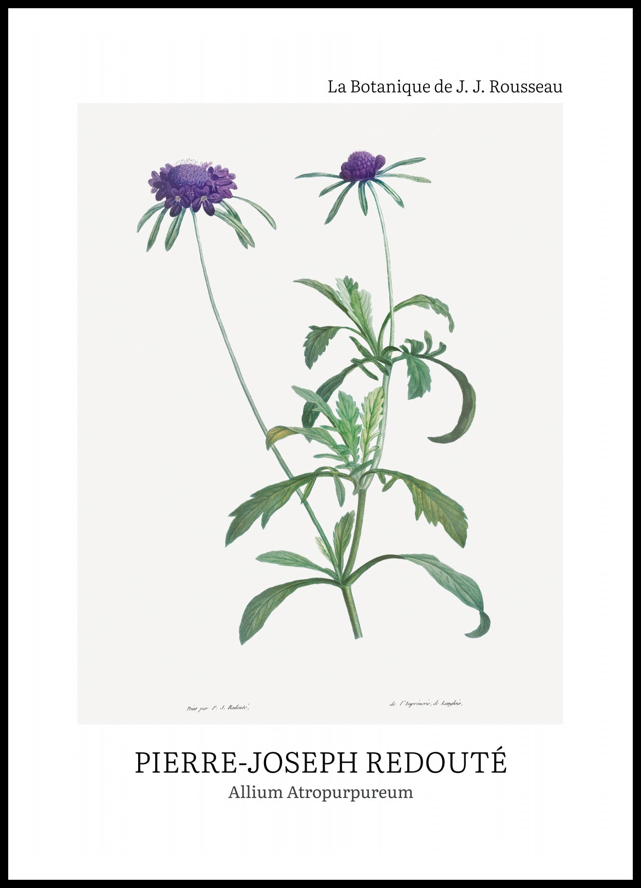 Plakat  Design Allium Atropurpureum, Redoute Vintage do Salonu