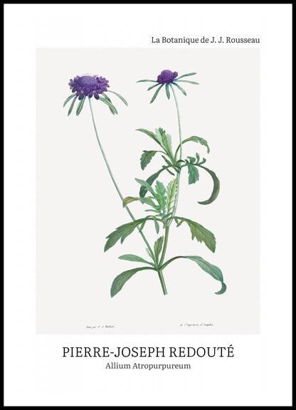 Plakat  Design Allium Atropurpureum, Redoute Vintage do Salonu