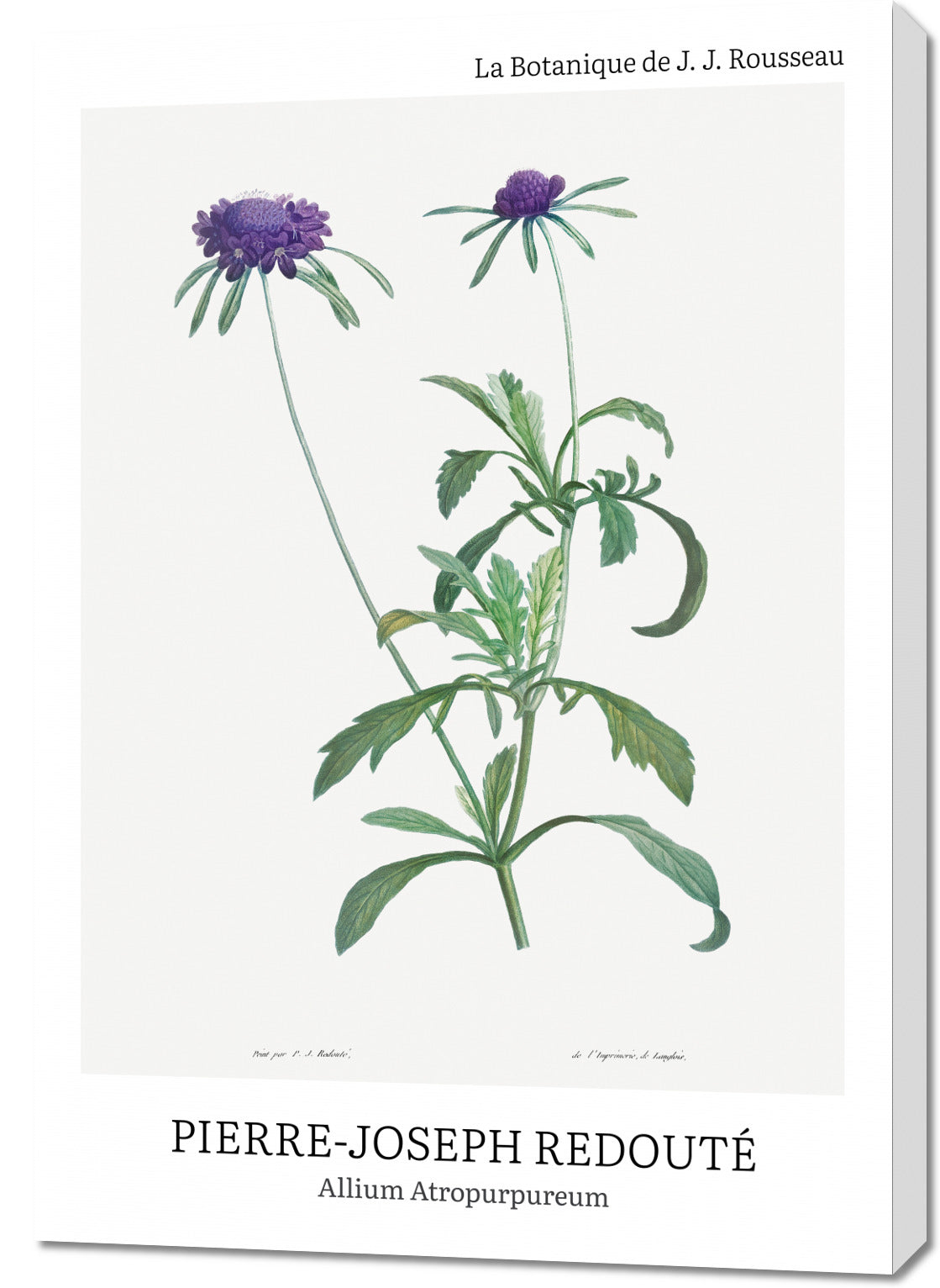 Obraz  Design Allium Atropurpureum, Redoute Vintage do Salonu