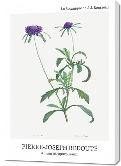 Obraz  Design Allium Atropurpureum, Redoute Vintage do Salonu