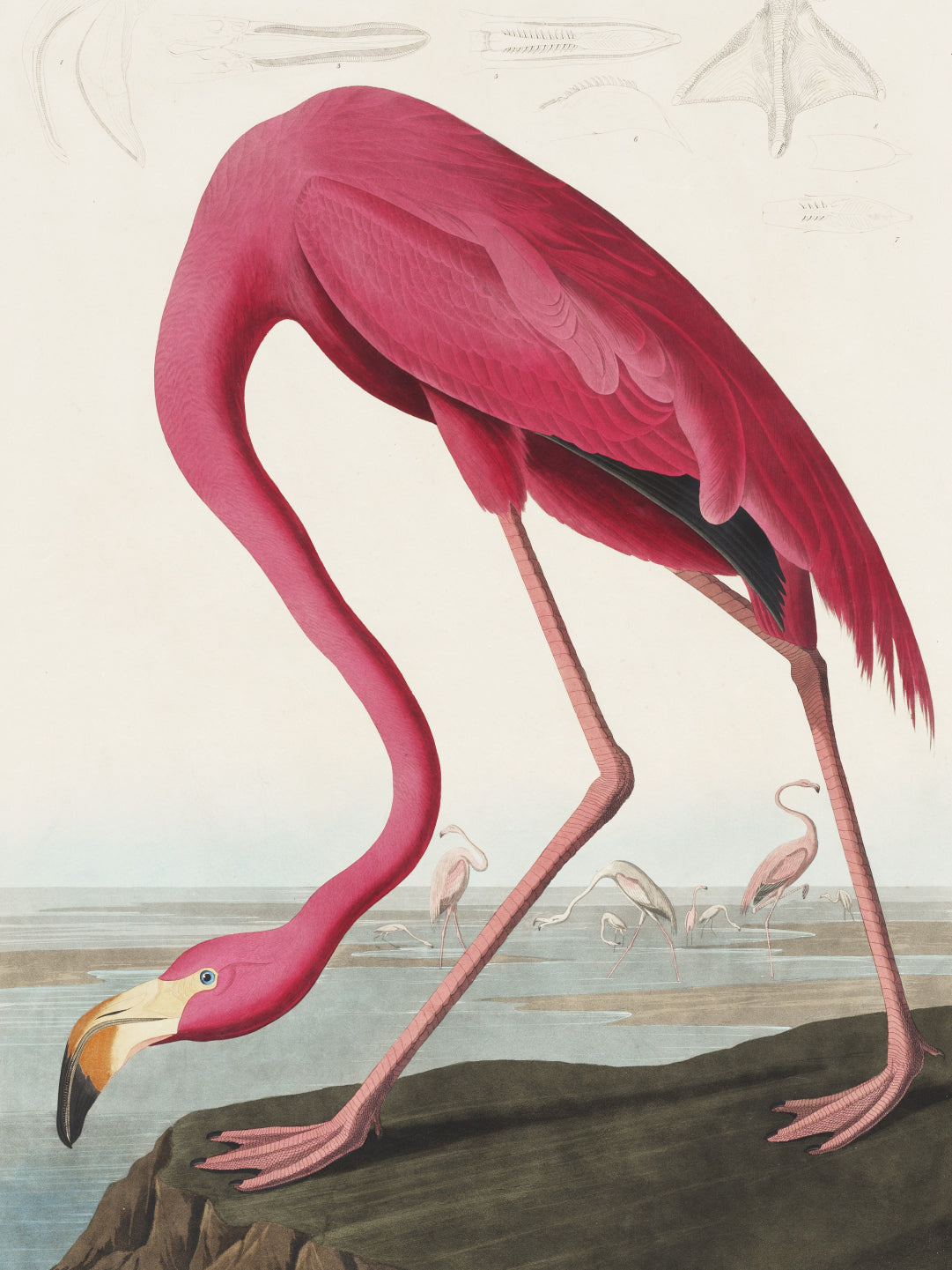 Plakat  Różowy Flaming,  John James Audubon do Salonu