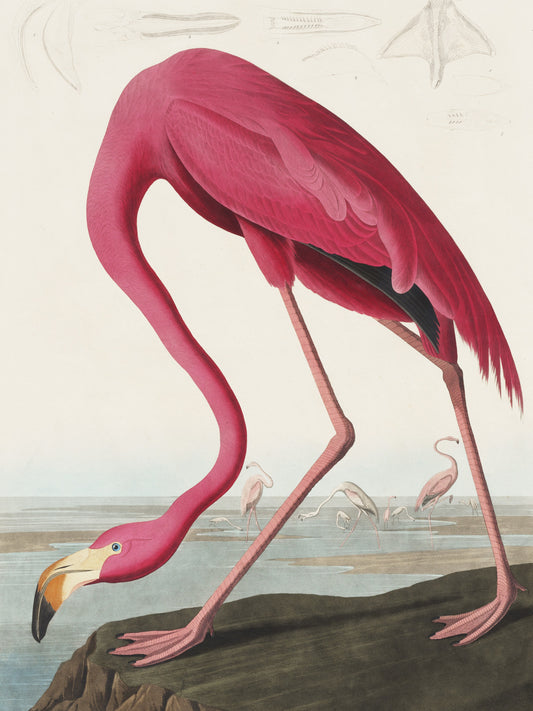 Plakat  Różowy Flaming,  John James Audubon do Salonu