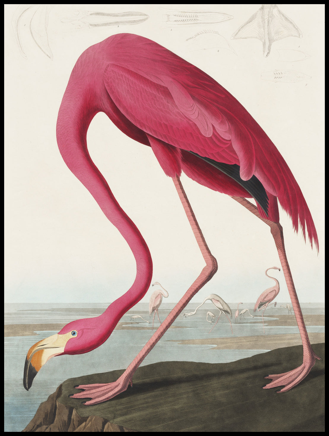 Plakat  Różowy Flaming,  John James Audubon do Salonu