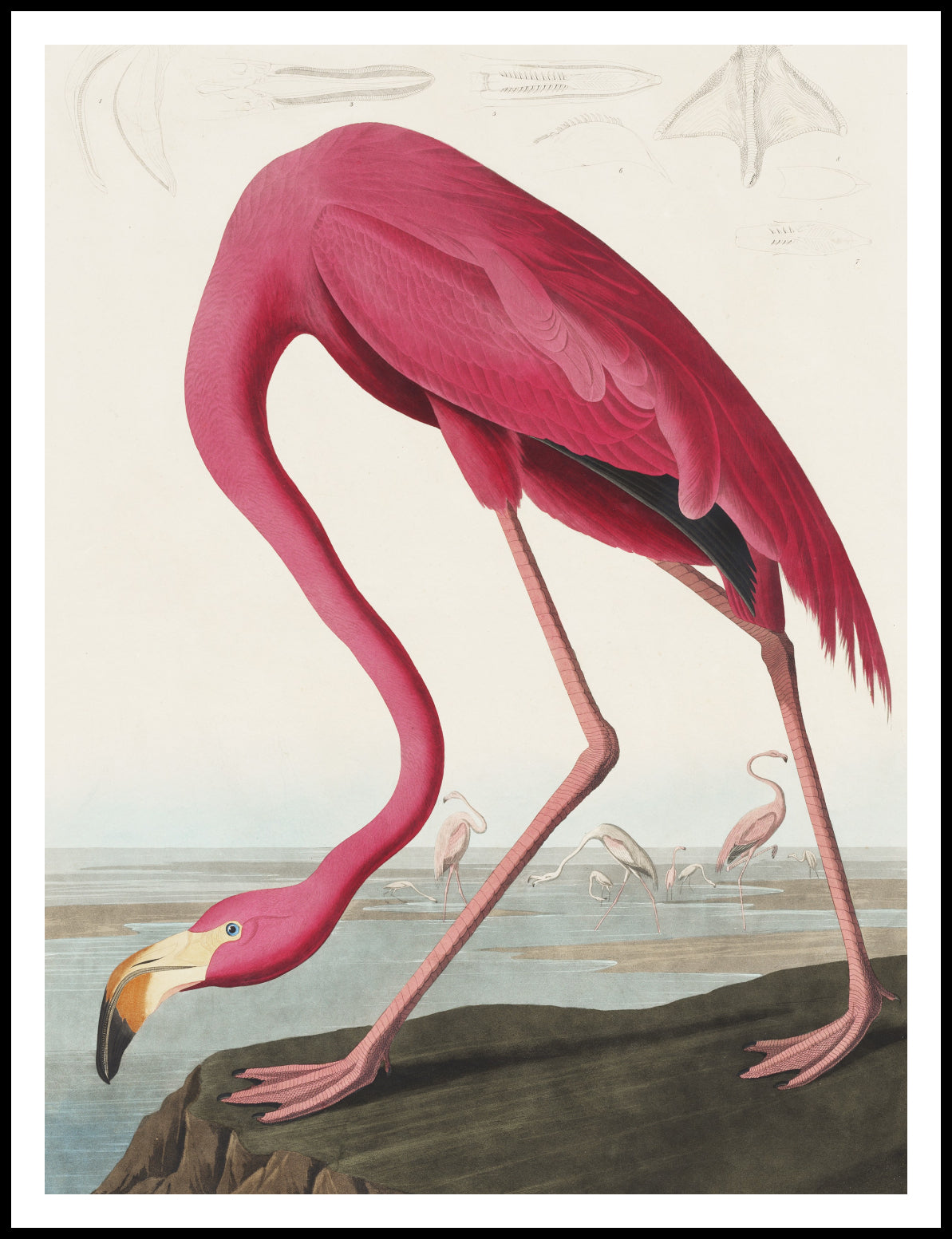 Plakat  Różowy Flaming,  John James Audubon do Salonu