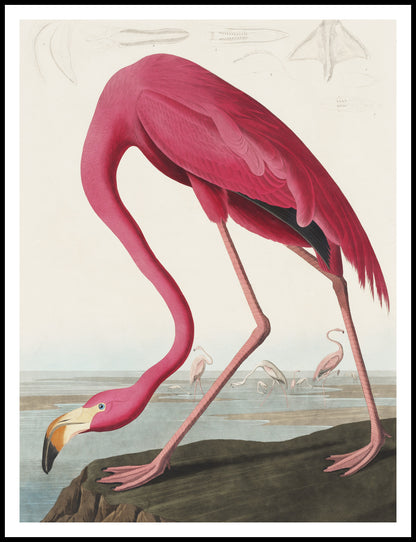 Plakat  Różowy Flaming,  John James Audubon do Salonu