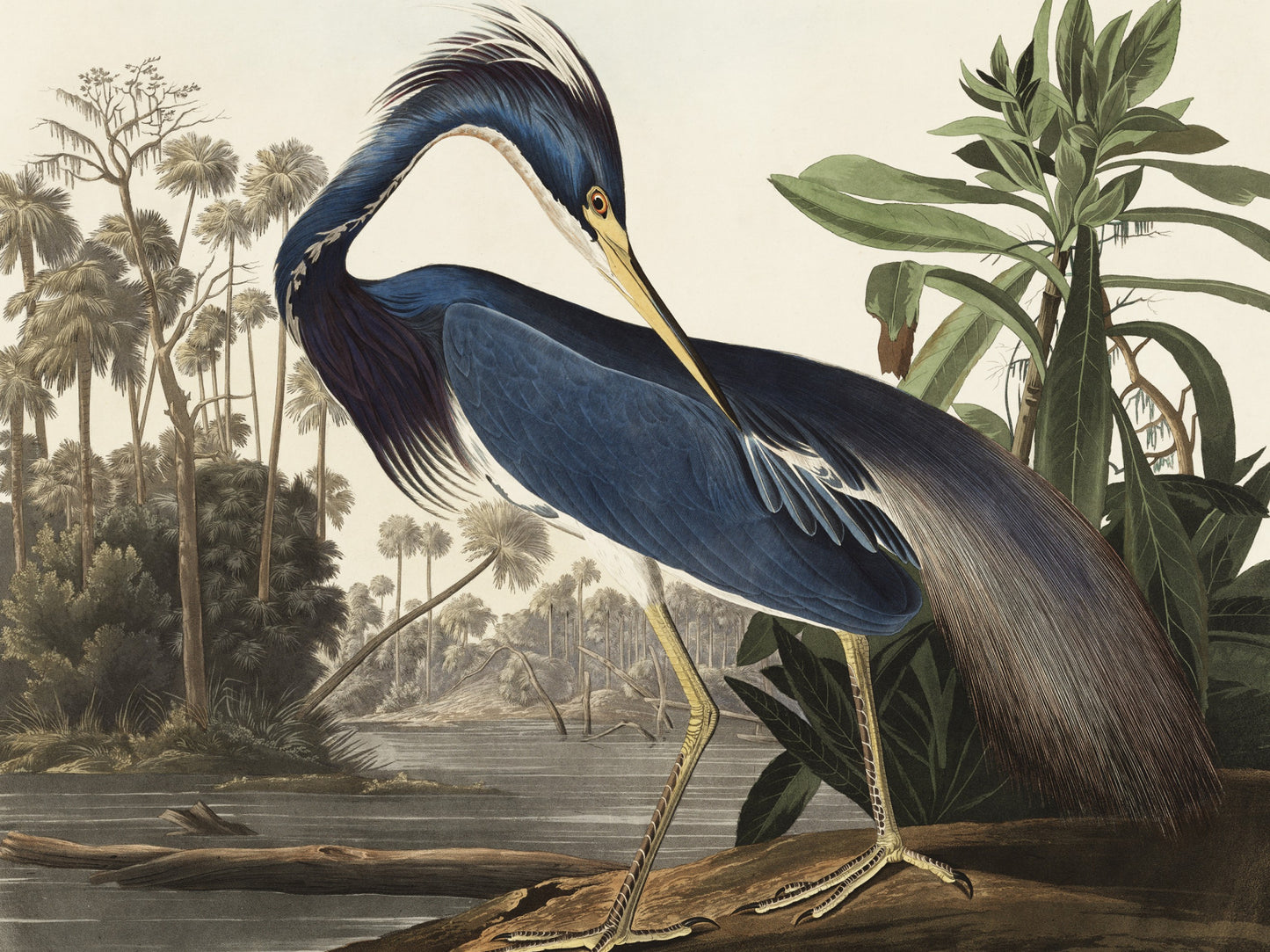 Plakat  Czapla z Luizjany, J.J. Audubon Vintage do Salonu