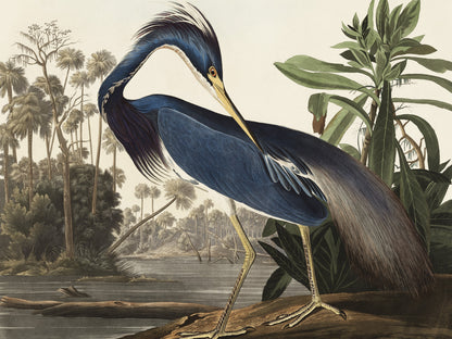 Plakat  Czapla z Luizjany, J.J. Audubon Vintage do Salonu