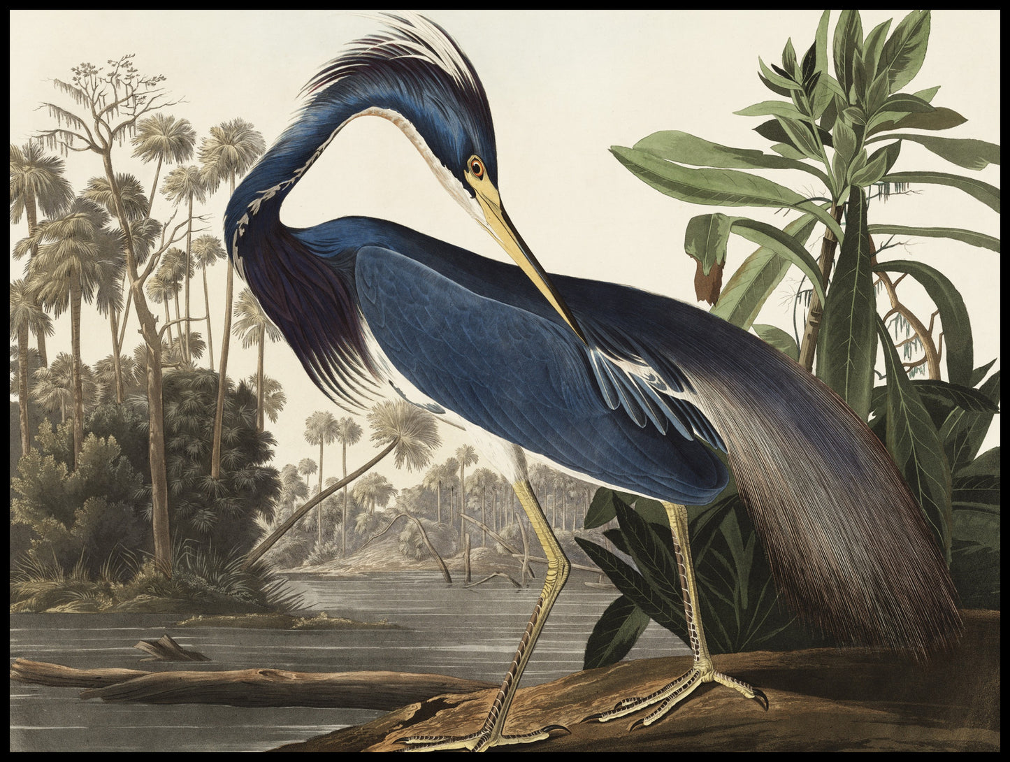 Plakat  Czapla z Luizjany, J.J. Audubon Vintage do Salonu