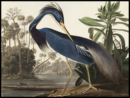 Plakat  Czapla z Luizjany, J.J. Audubon Vintage do Salonu