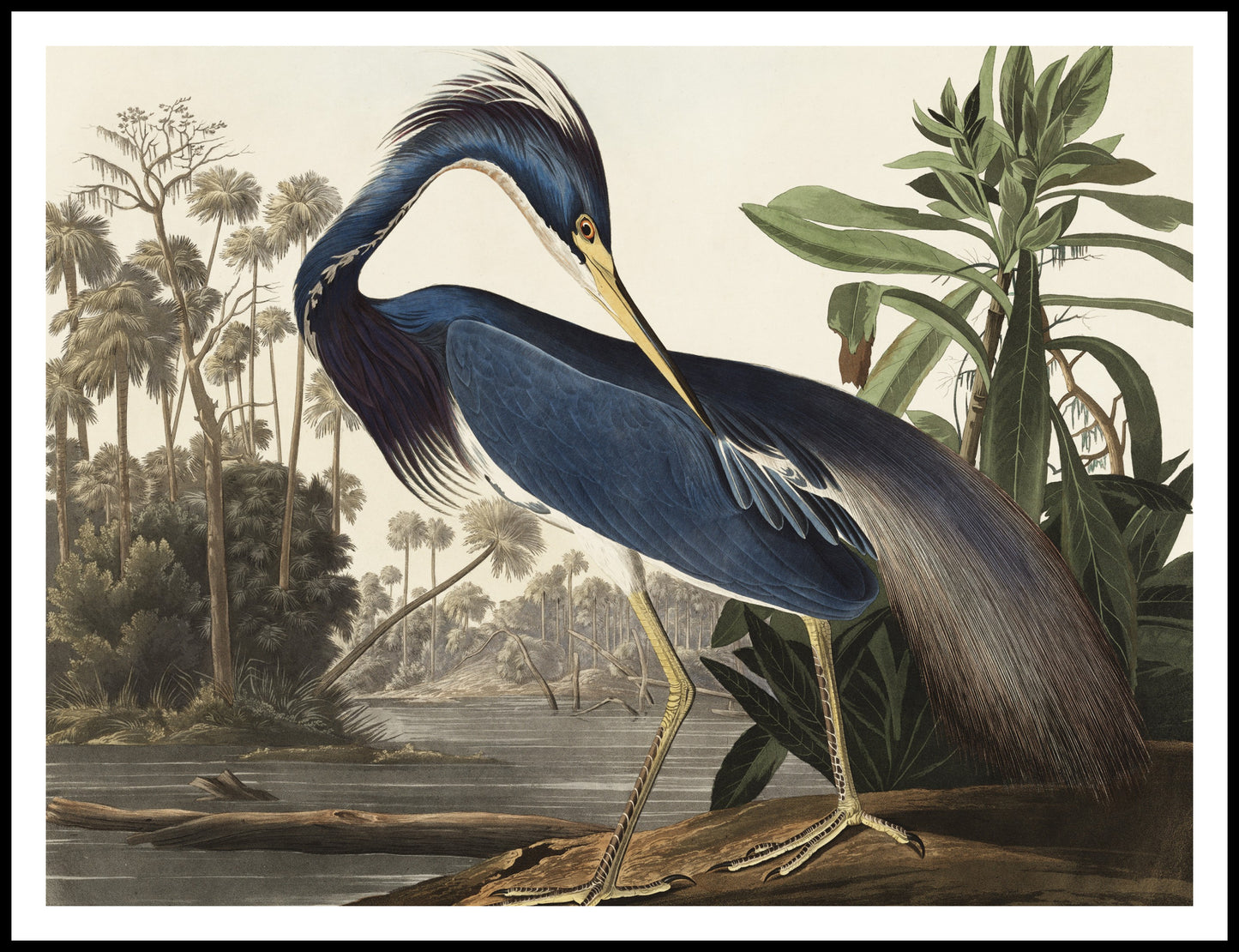 Plakat  Czapla z Luizjany, J.J. Audubon Vintage do Salonu