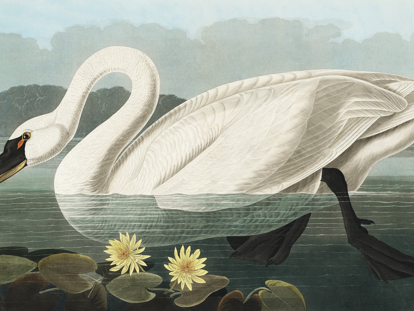 Plakat  Łabędź, J.J.  Audubon Vintage do Salonu