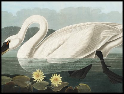 Plakat  Łabędź, J.J.  Audubon Vintage do Salonu