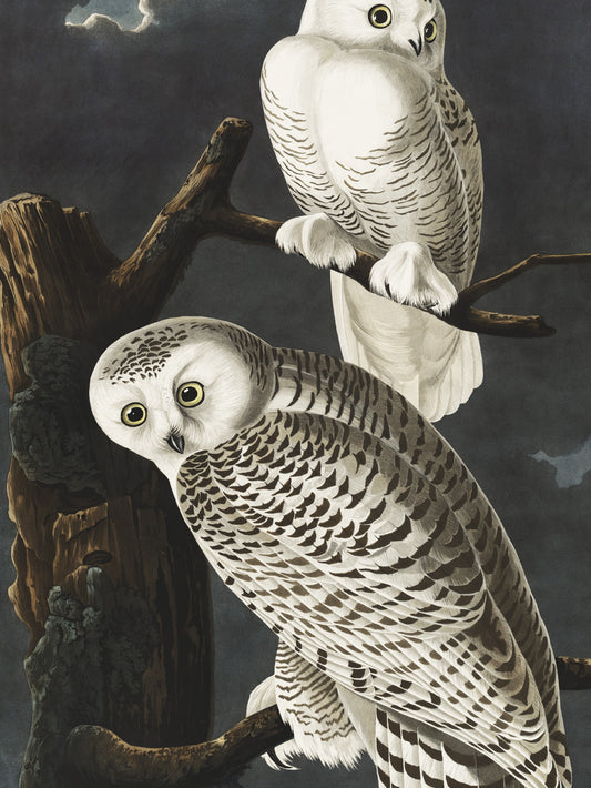Plakat  Sowa Śnieżna, J.J. Audubon Vintage do Salonu