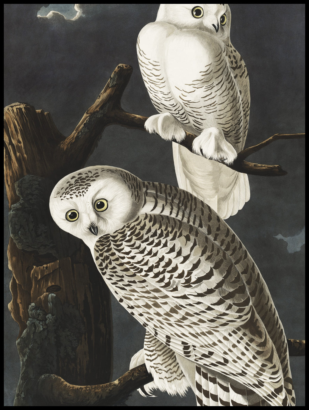 Plakat  Sowa Śnieżna, J.J. Audubon Vintage do Salonu