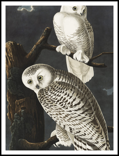 Plakat  Sowa Śnieżna, J.J. Audubon Vintage do Salonu
