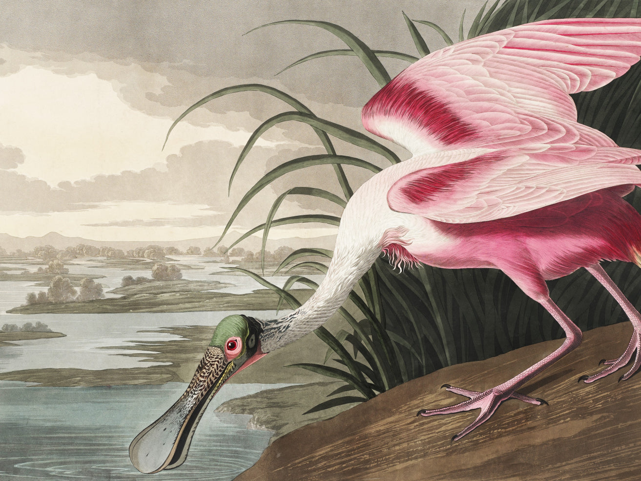Plakat  Łyżkodziób Różowy, J.J. Audubon Vintage do Salonu