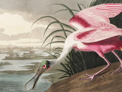 Plakat  Łyżkodziób Różowy, J.J. Audubon Vintage do Salonu