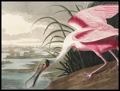 Plakat  Łyżkodziób Różowy, J.J. Audubon Vintage do Salonu