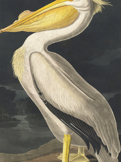 Plakat  Biały Pelikan, J.J. Audubon Vintage do Salonu
