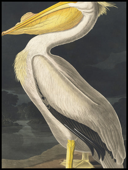 Plakat  Biały Pelikan, J.J. Audubon Vintage do Salonu