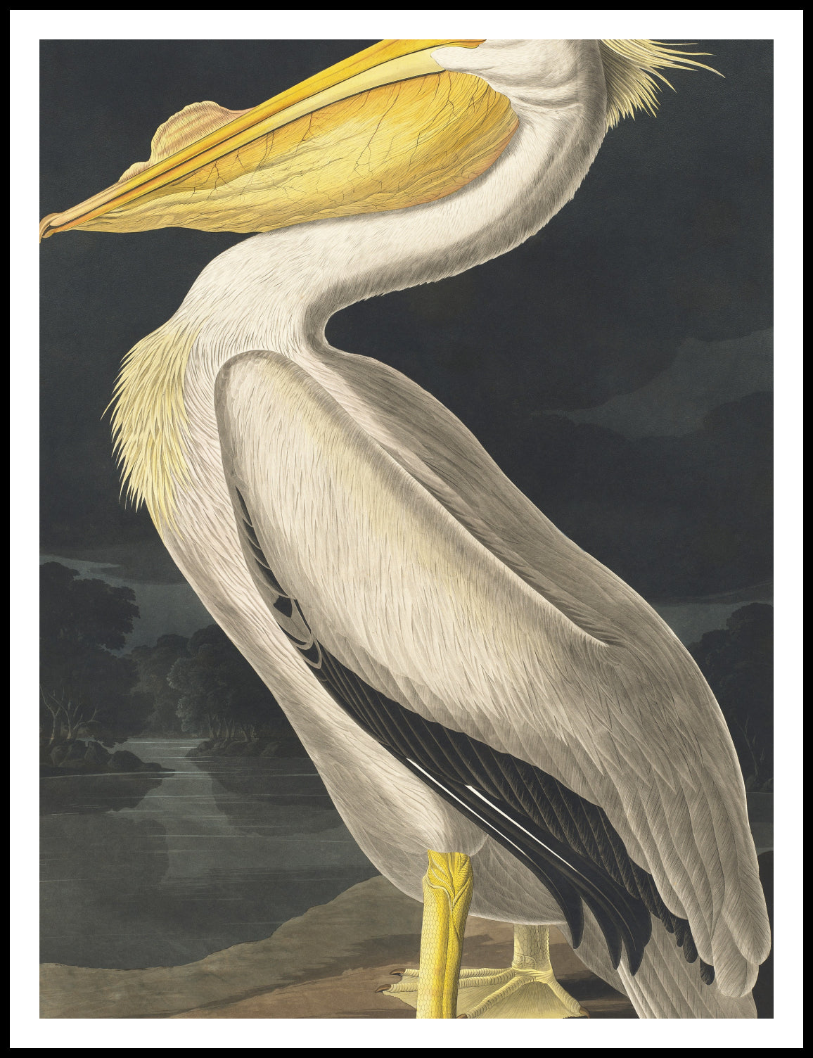 Plakat  Biały Pelikan, J.J. Audubon Vintage do Salonu