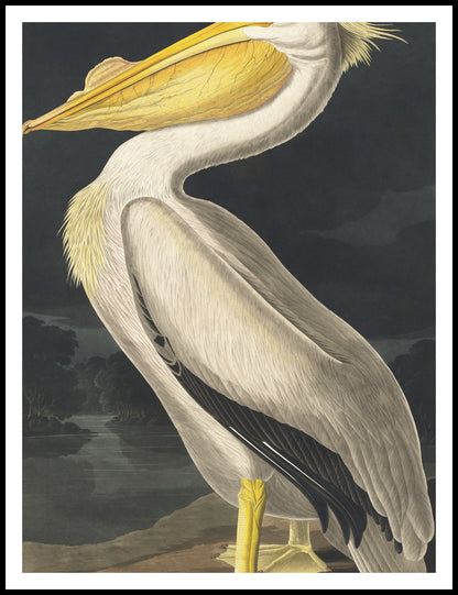 Plakat  Biały Pelikan, J.J. Audubon Vintage do Salonu