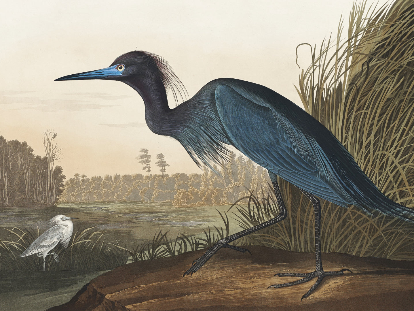 Plakat  Niebieski Żuraw, J.J. Audubon Vintage do Salonu