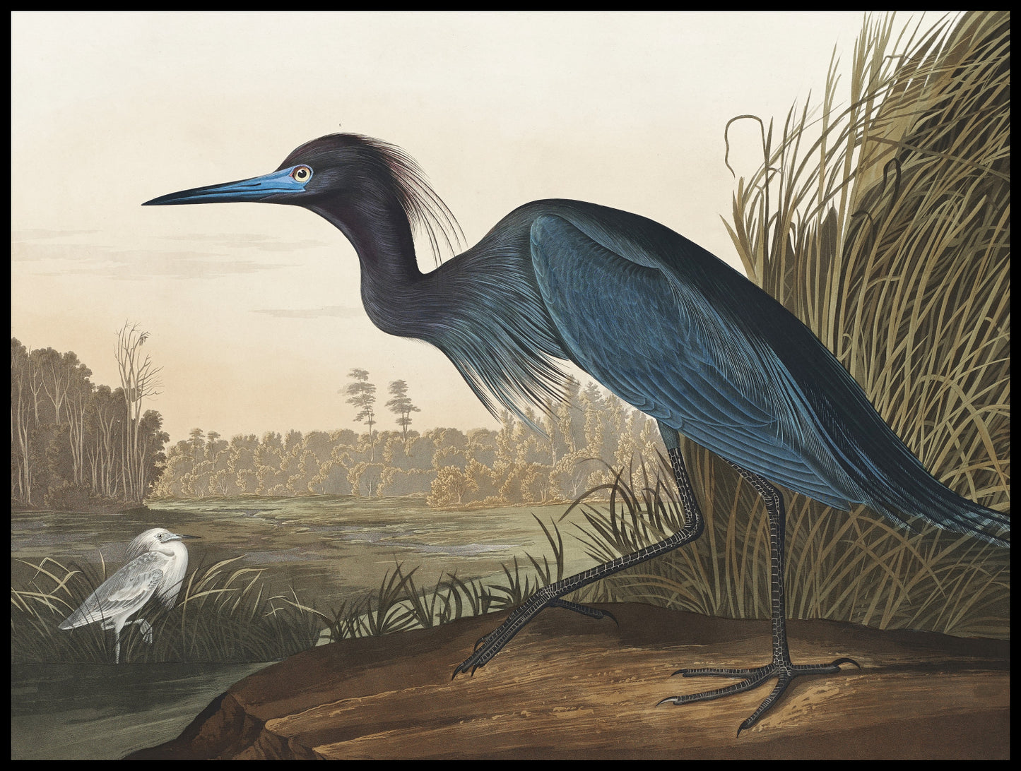 Plakat  Niebieski Żuraw, J.J. Audubon Vintage do Salonu