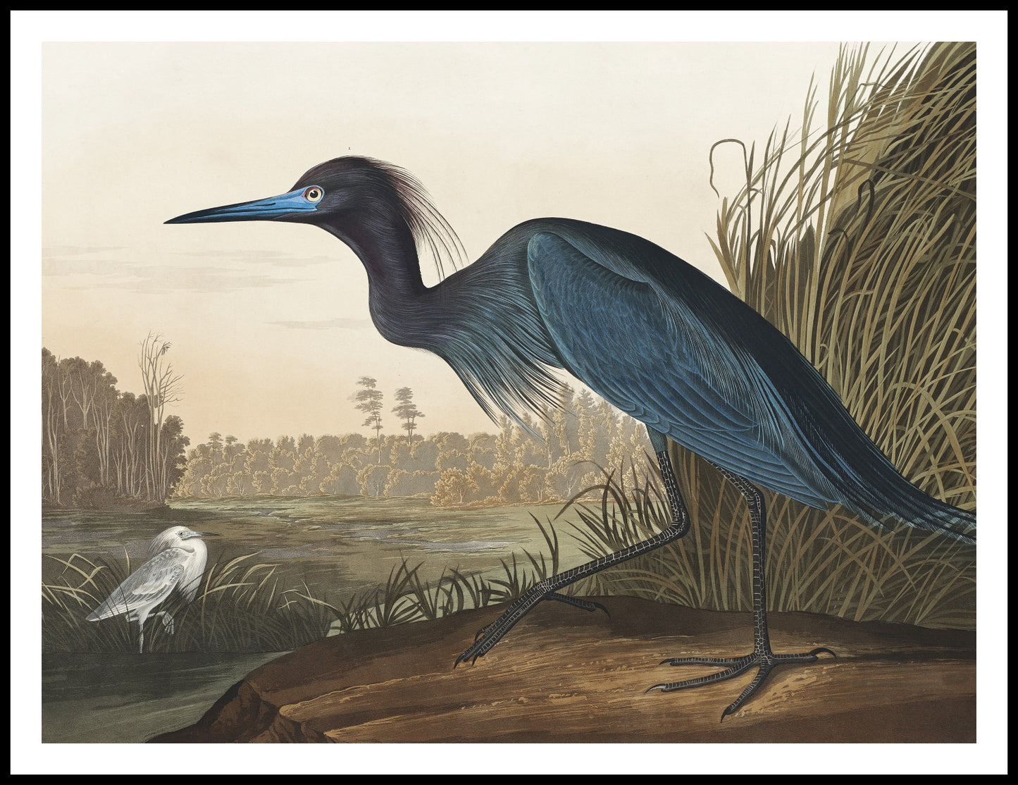 Plakat  Niebieski Żuraw, J.J. Audubon Vintage do Salonu