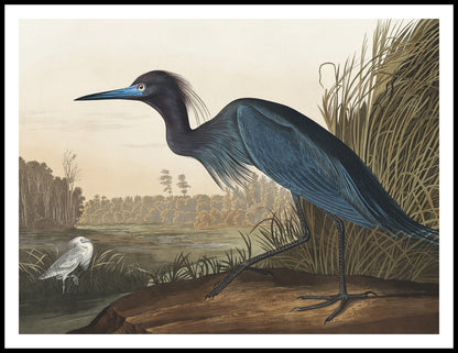 Plakat  Niebieski Żuraw, J.J. Audubon Vintage do Salonu
