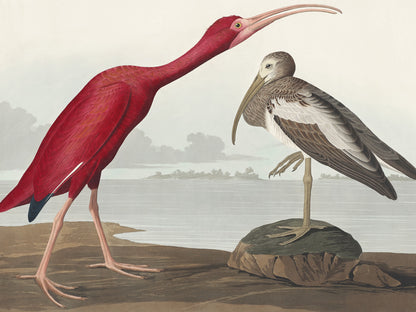 Plakat  Szkarłatny Ibis, J.J. Audubon Vintage do Salonu