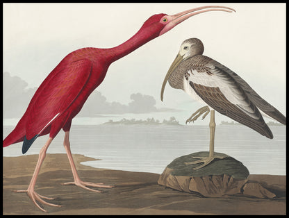 Plakat  Szkarłatny Ibis, J.J. Audubon Vintage do Salonu