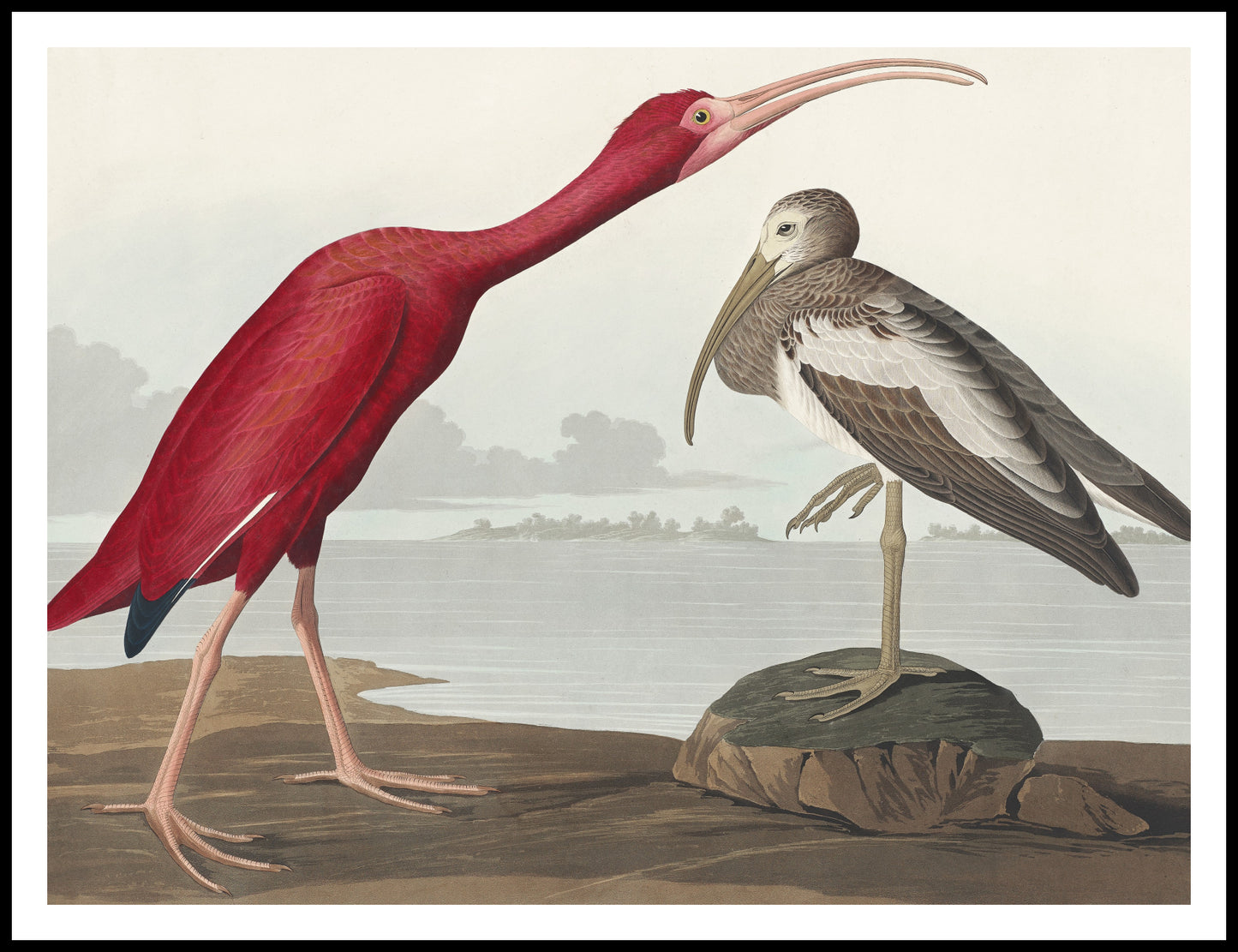 Plakat  Szkarłatny Ibis, J.J. Audubon Vintage do Salonu