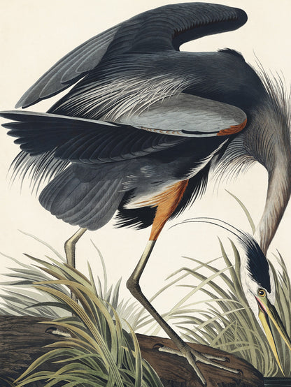 Plakat  Wielka Błękitna Czapla, J.J. Audubon do Salonu