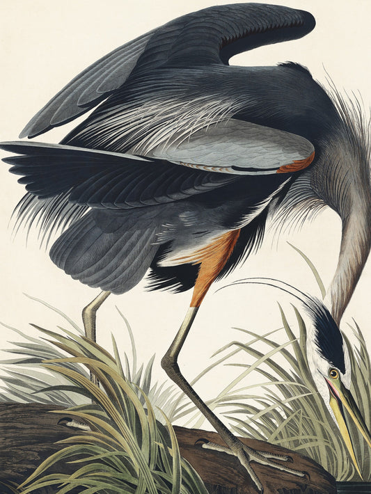 Plakat  Wielka Błękitna Czapla, J.J. Audubon do Salonu