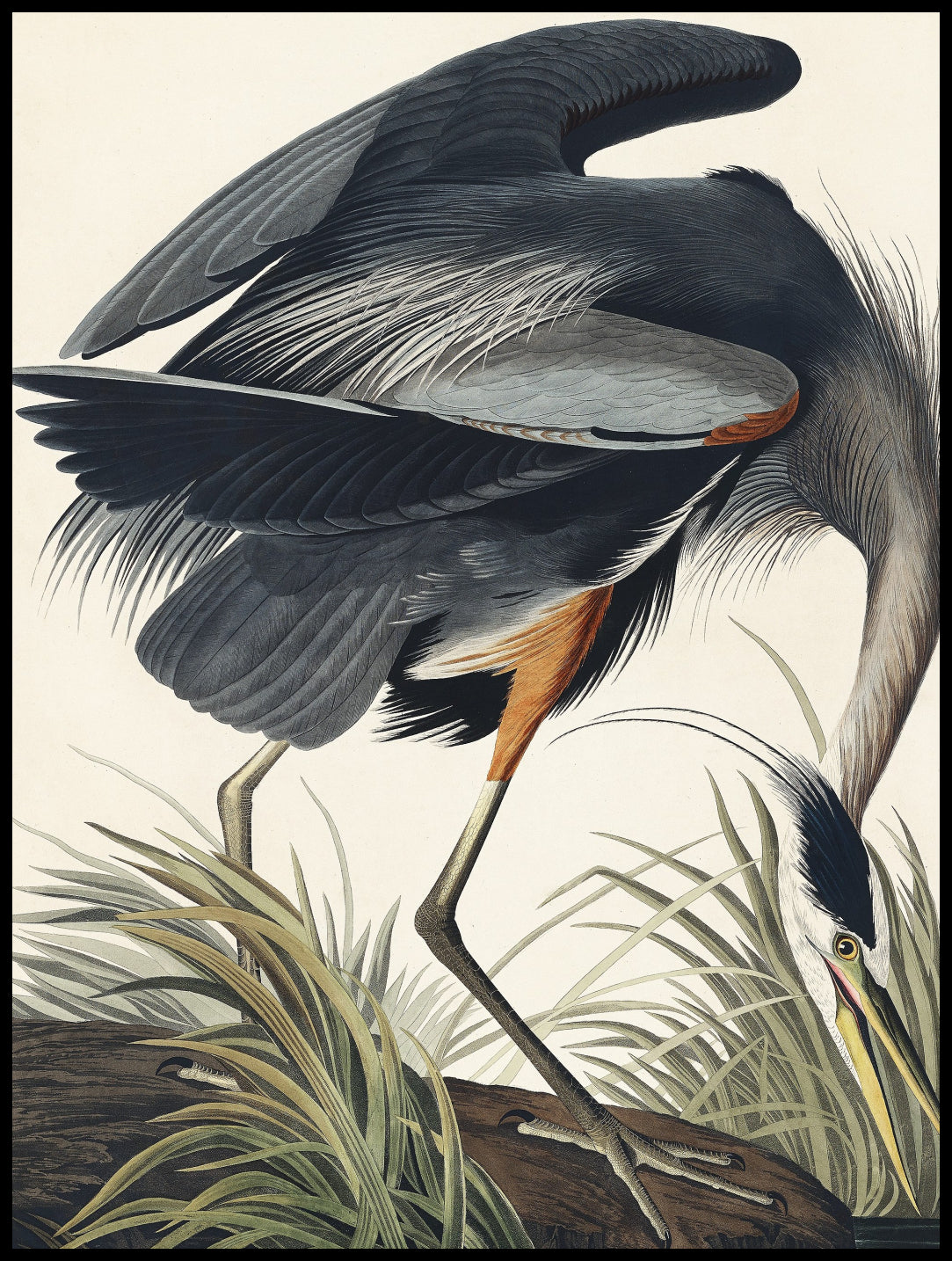 Plakat  Wielka Błękitna Czapla, J.J. Audubon do Salonu