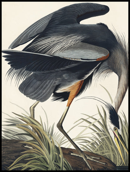 Plakat  Wielka Błękitna Czapla, J.J. Audubon do Salonu