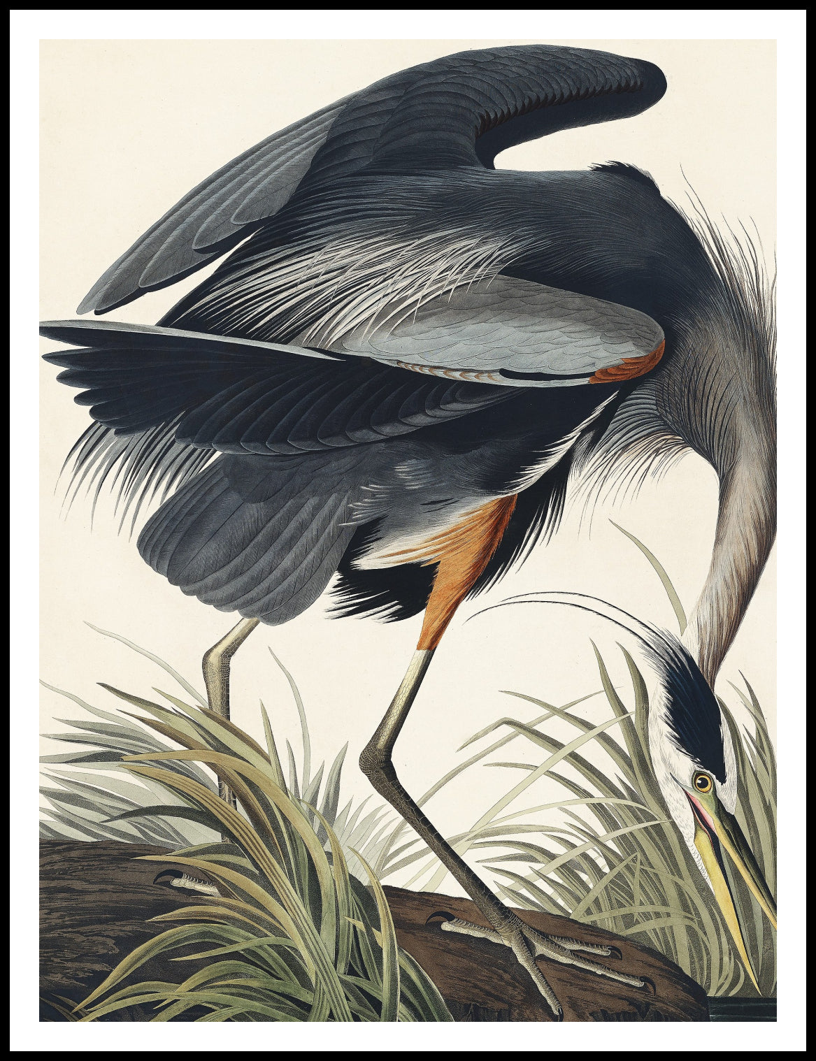 Plakat  Wielka Błękitna Czapla, J.J. Audubon do Salonu