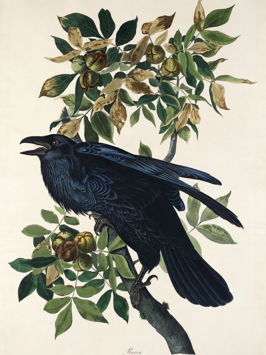 Plakat  Kruk, J.J. Audubon, Vintage do Salonu