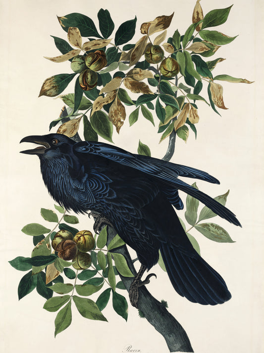 Plakat  Kruk, J.J. Audubon, Vintage do Salonu