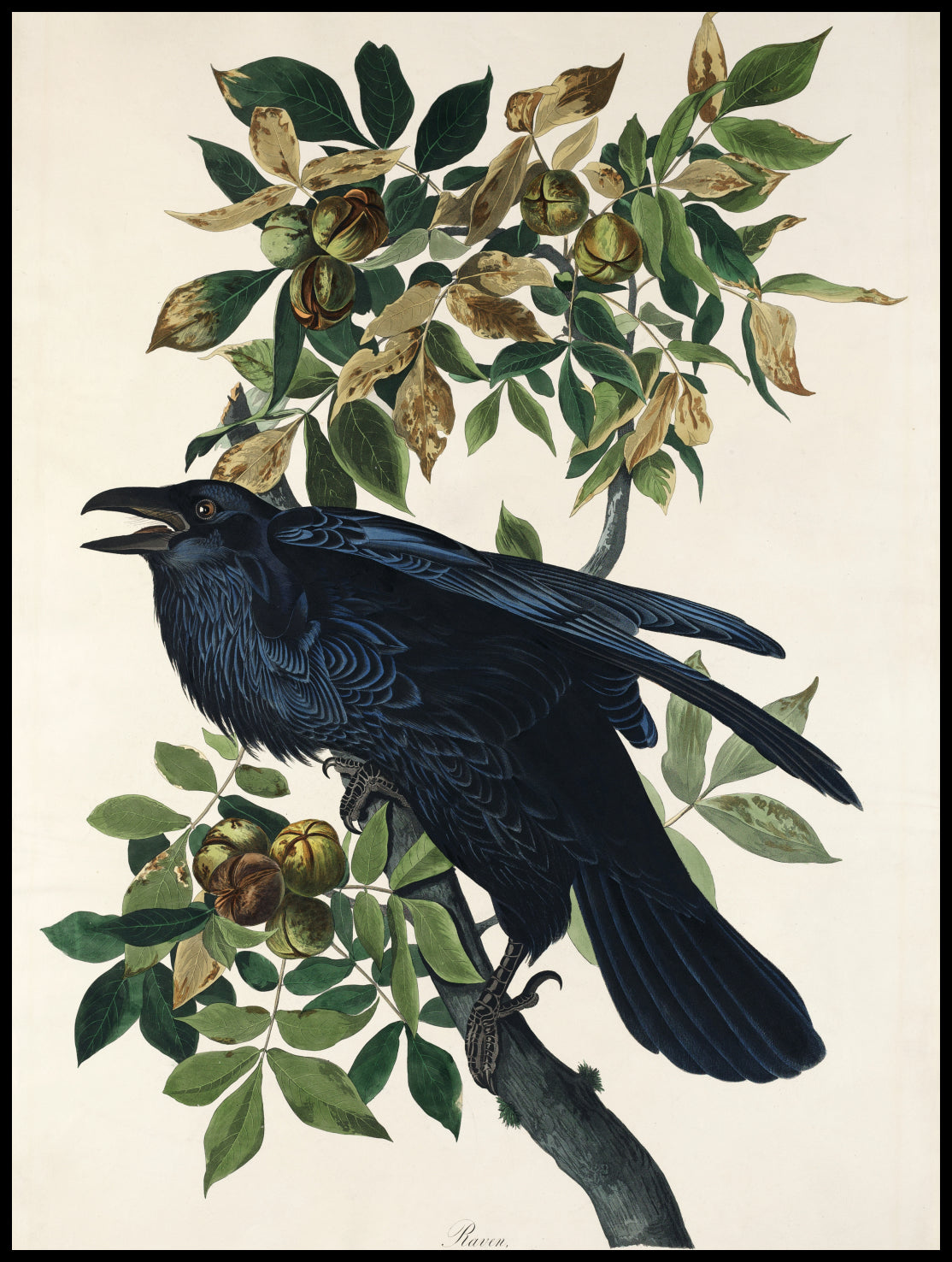 Plakat  Kruk, J.J. Audubon, Vintage do Salonu